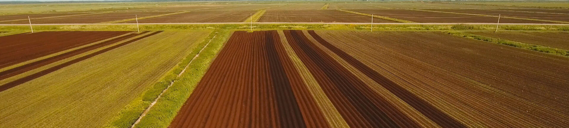 aerial view of crop fields